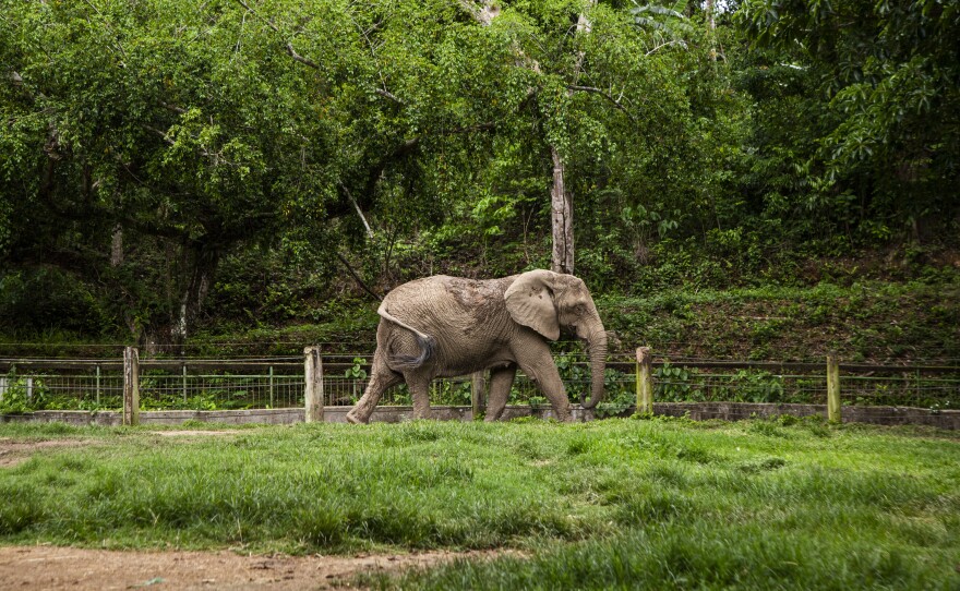 Mundi on her last full day in the zoo enclosure where she lived alone for 35 years.