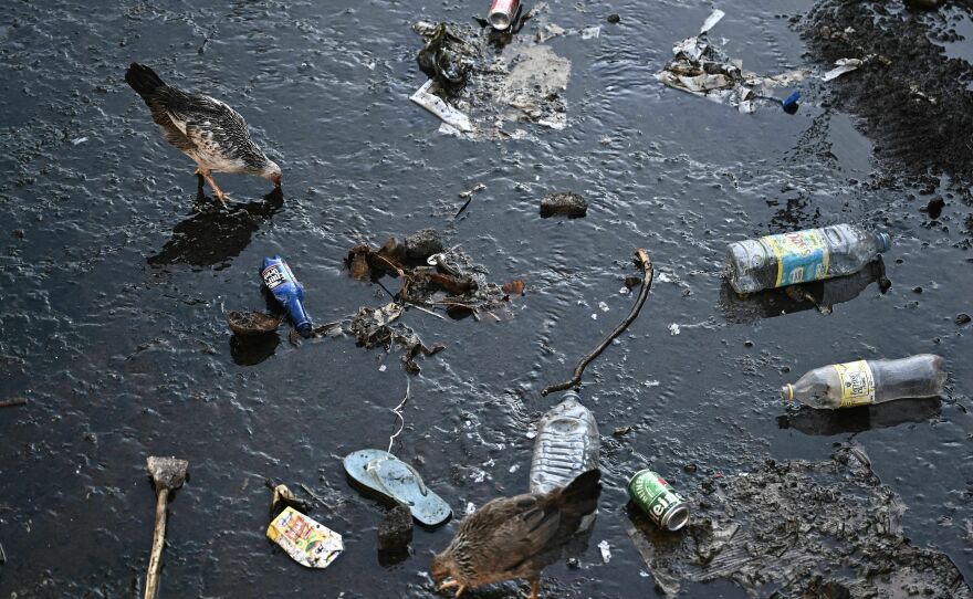 Chickens wade in water that is littered with plastic waste on the island of Mayotte off the coast of southeastern Africa.