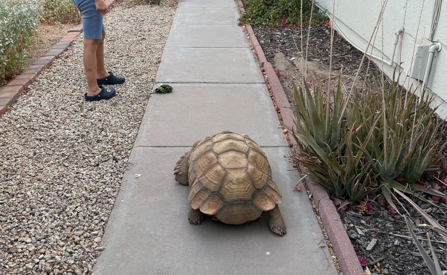 Rex walks as a group of neighbors watches.