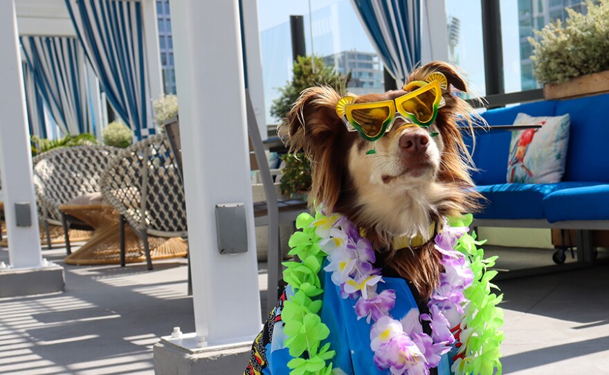 Yappy Hour at Margaritaville Hotel San Diego