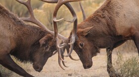 Battling Elk