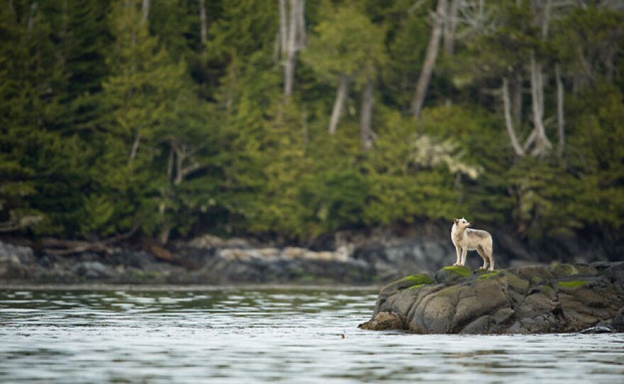 Wolf stands by the river in the Great Bear Rainforest.