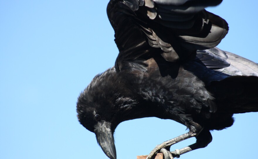 Raven close up.