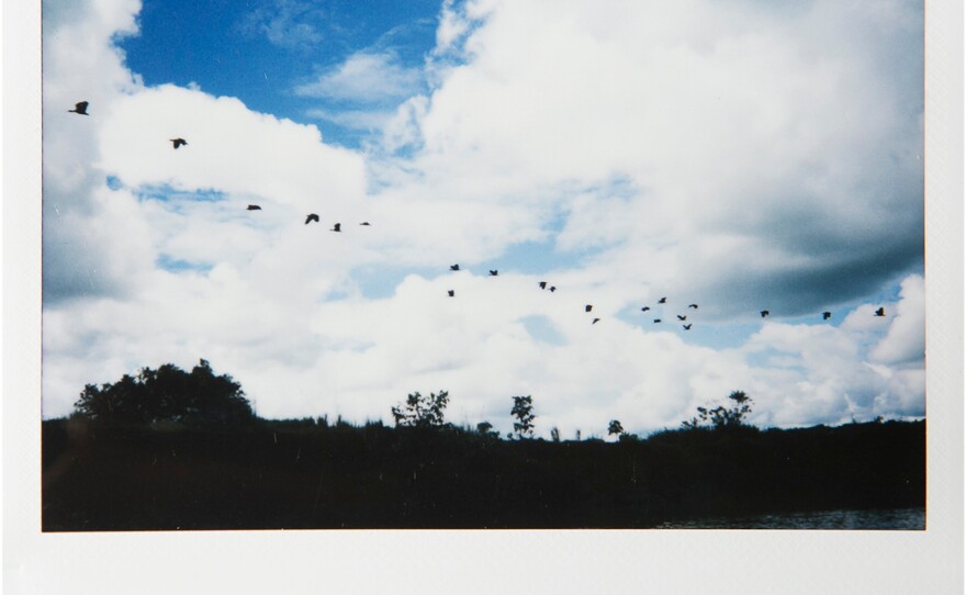 Birds fly over a river in Caquetá, Colombia.