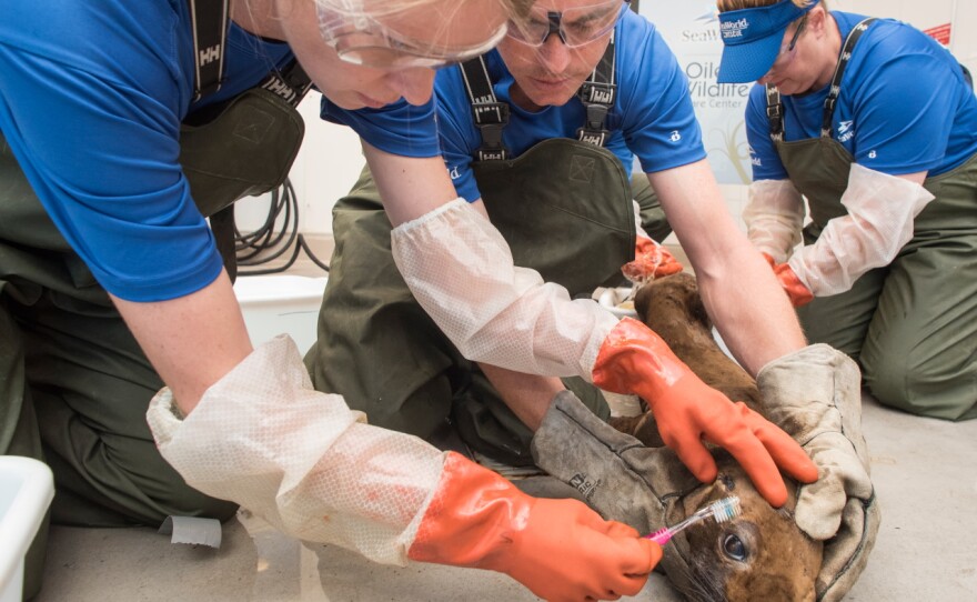 A sea lion coated in crude oil from a ruptured pipeline in Santa Barbara is cleaned at SeaWorld’s Oiled Wildlife Care Center.