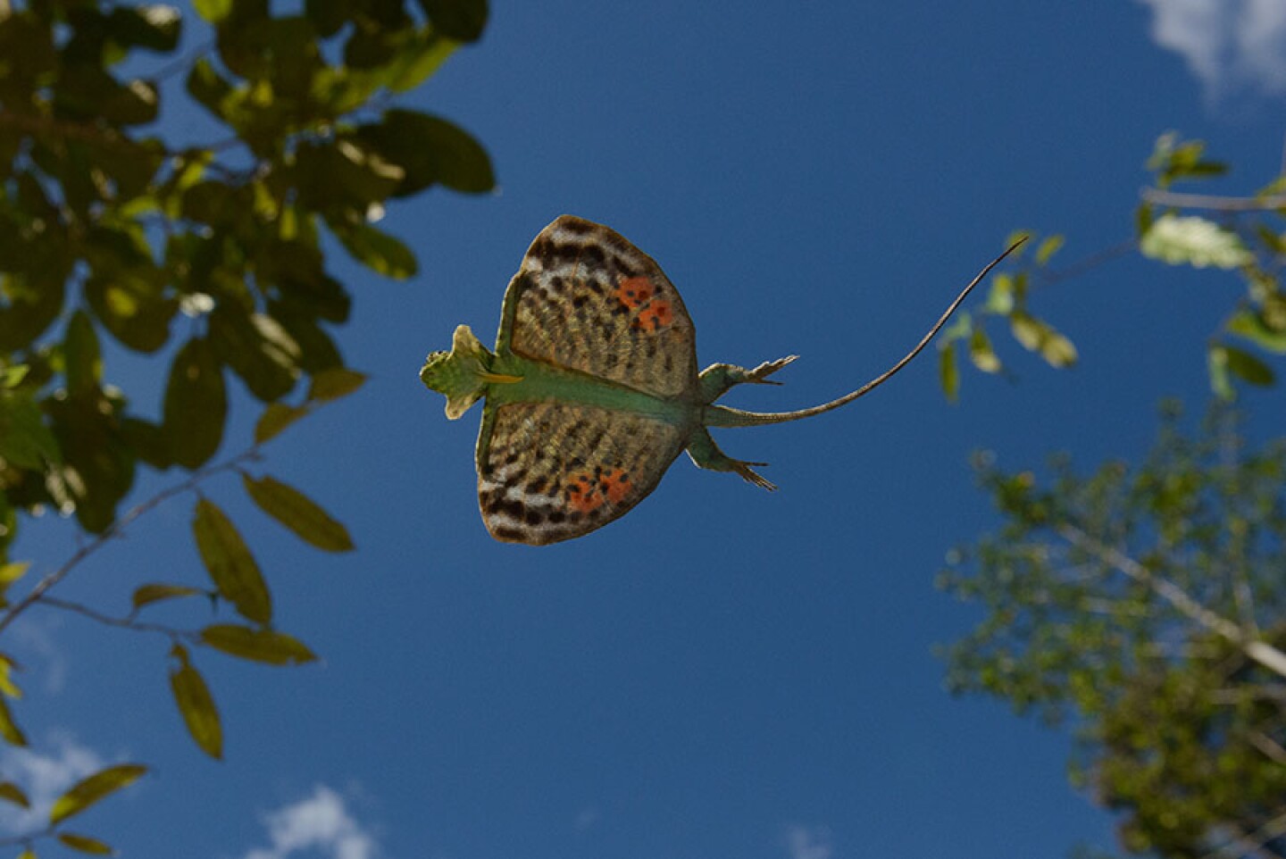 “Horned Flying Lizard (Draco cornutus) gliding, Danum Valley Field Center, Sabah, Borneo, Malaysia.” 