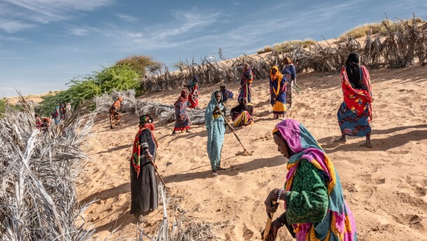 Women install barricades to halt the shifting dunes that threaten to swamp the oasis outside their village of Kaou, Chad. The oasis feeds their only source of farmland, but oases in the region have been shrinking steadily, elders say, in the face of hotter temperatures and stronger winds. The dune fixing is part of a broader intervention to support farming known as the Great Green Wall initiative.