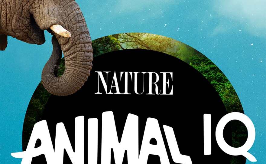 ANIMAL IQ title graphic