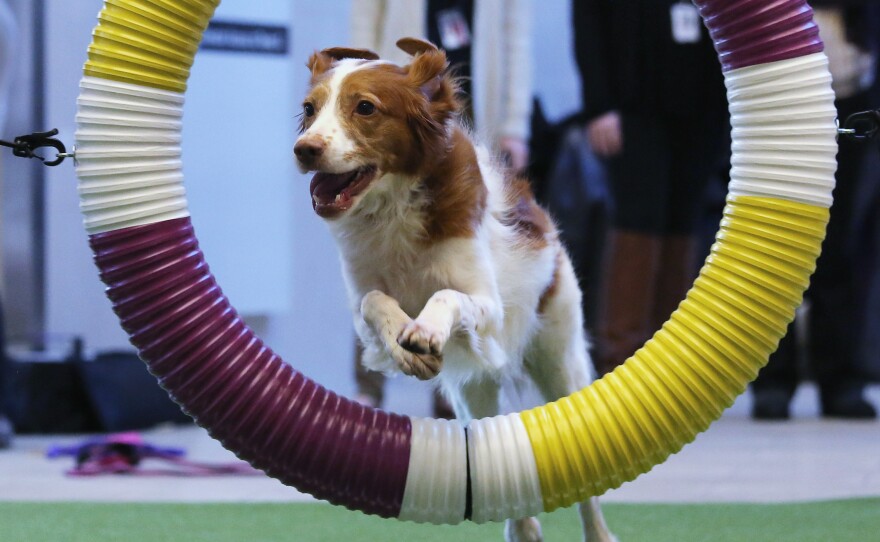 Mimi, a Britney spaniel rescue dog, demonstrates skills for the agility competition.