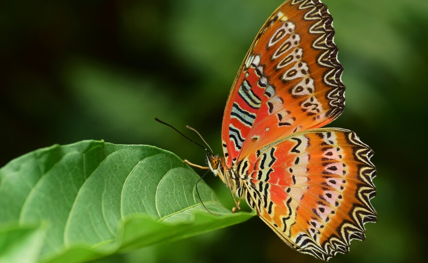 A red lacewing butterfly perches on a plant.