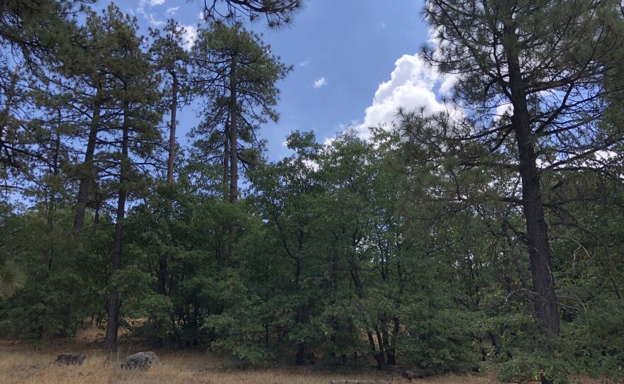 All National Forests In California Are Closed Kpbs Public Media