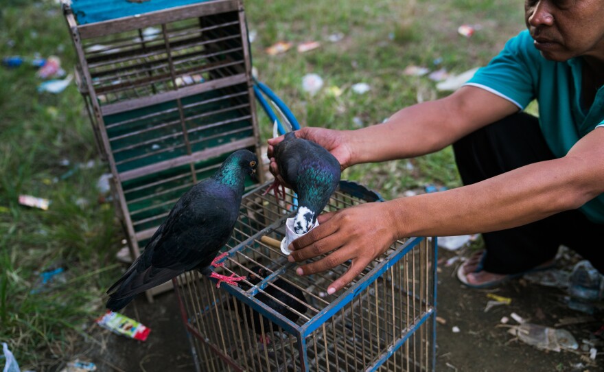 Parno, one of the pigeon racers, gives his birds water from a tiny handmade paper cup.