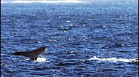 A humpback whale's fluke appears from the water as it dives in the waters off Sydney, Australia, June 14, 2006.