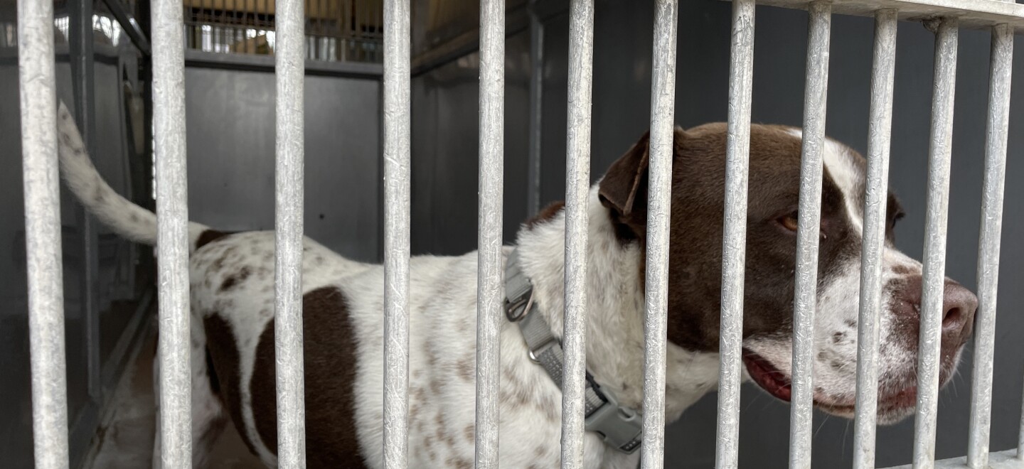 Dogs in kennels at the Bonita shelter are shown in this photo from June 3, 2025. Former shelter employees and volunteers say the dogs spend most of their time in the kennels, waiting to go for a walk or get some playtime. 