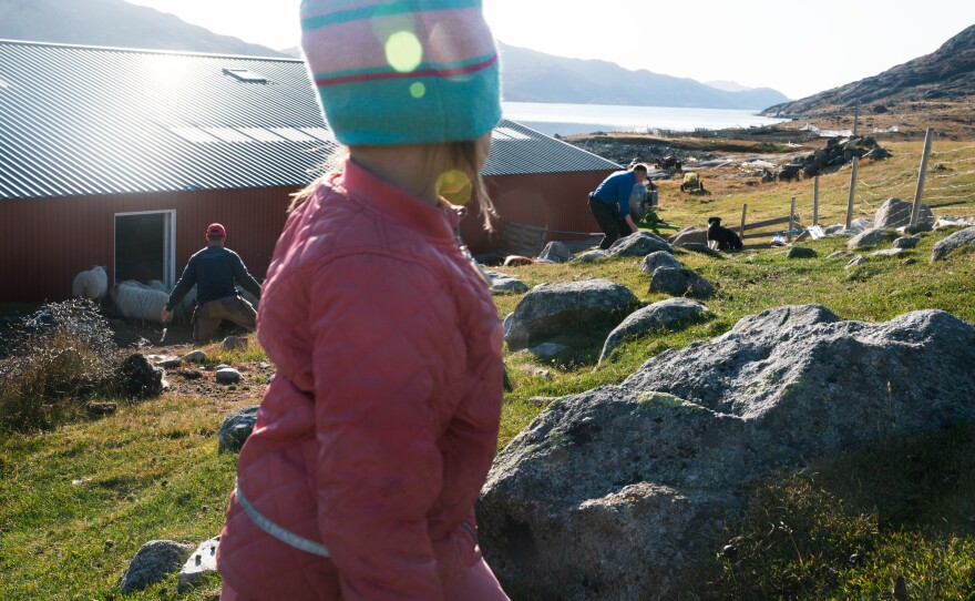 Three-year-old Panu looks on as her father Kunuk (left) and grandfather Lars get the sheep into the barn.