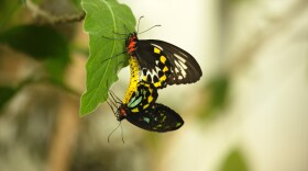 Birdwing butterflies mating. Deerfield, Mass.