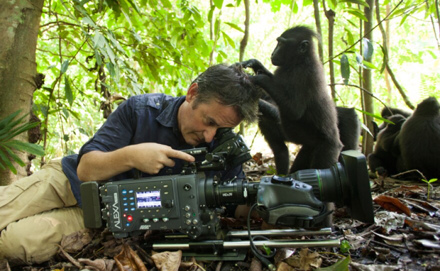 Wildlife cameraman and biologist Colin Stafford-Johnson being groomed while filming crested black macaques.