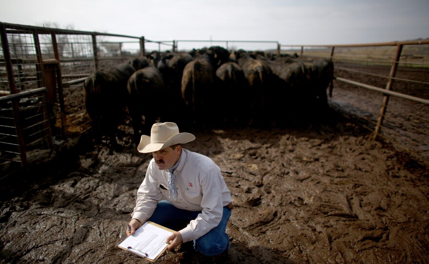 Rancher Donnell Brown separates angus bulls on a March morning after a late-winter snow turned the ground into a thick mud slurry.