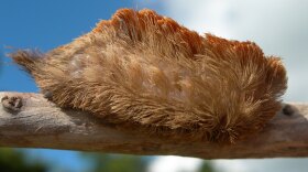 The puss caterpillar has venomous barbs along its hairy body. A sting from the insect causes extreme pain and can result in blisters that can last for weeks.