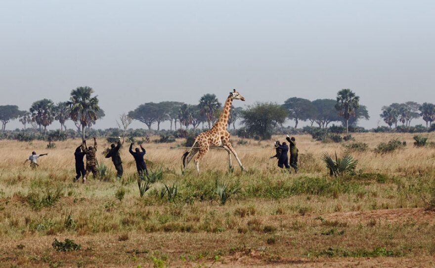 Ugandan Wildlife Authority rangers and vets attempt to catch a wild Rothschild’s giraffe as part of a conservation mission to relocate it to a safer home.