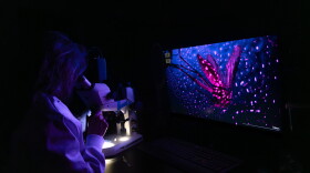 Lee Haines, a vector biologist at the University of Notre Dame peers into a microscope at a mosquito.  "It looks like I'm traveling through space, doesn't it?" she asks of the photo, a winning image in the Scientists at Work photo contest.