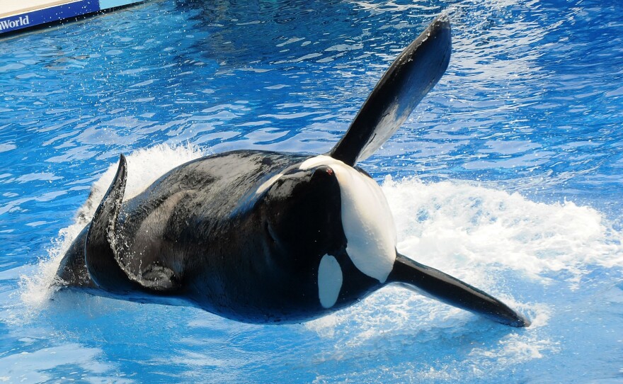 Tilikum performs at SeaWorld Orlando in March 2011. The famous orca has died at an estimated age of 36.