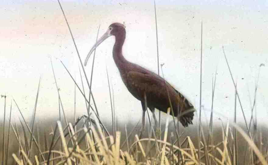 Malheur National Wildllife Refuge now hosts 20 percent of the world's population of white-faced ibis.