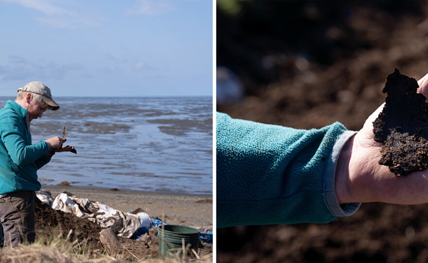 Kenneth McElroy examines pieces of leather he excavated from the Nunalleq dig on June 8.