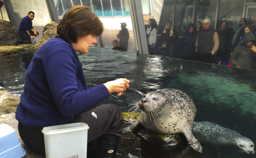 Chacoda, an Atlantic harbor seal at the New England Aquarium, is so good at vocalizing that he can mimic his teacher, Kathy Streeter, when she says, "How are you?"