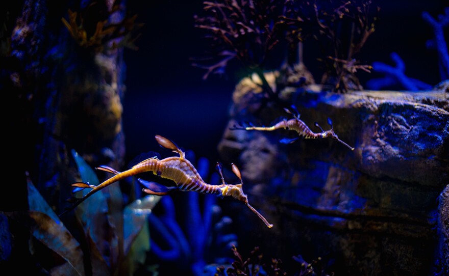 Weedy Seadragons