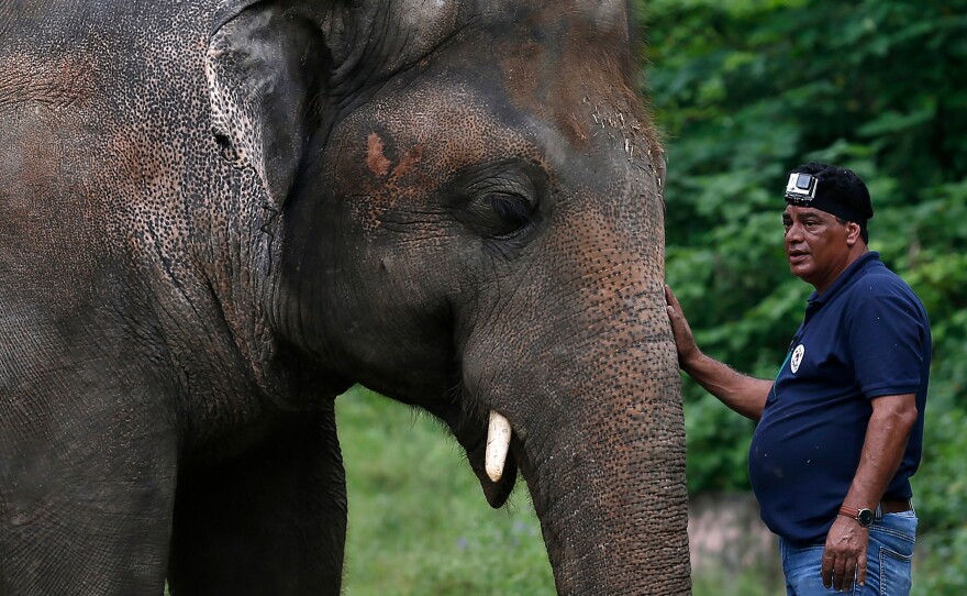 Dr. Amir Khalil, a veterinarian from the international animal welfare organization Four Paws International, comforts Kaavan during his examination at the zoo in Islamabad, before Kaavan is transported to Cambodia.
