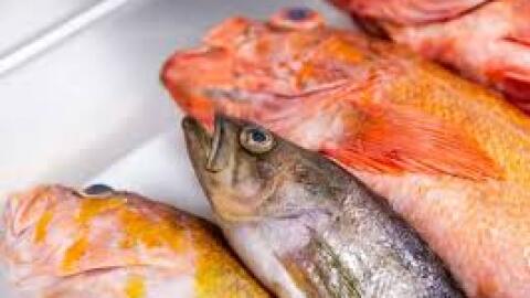 'Behind The Catch': Rockfish at Vistal