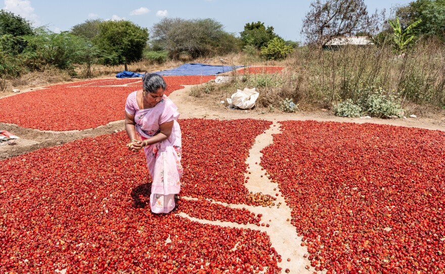 Rajeshwari, 44, grades the chiles she has picked in the fields. Her sharp eyes spot the pale white pods in the sea of red: "The ones with the rich red color are the best, but even though the paler ones are of poorer quality, we can still sell these at the market."