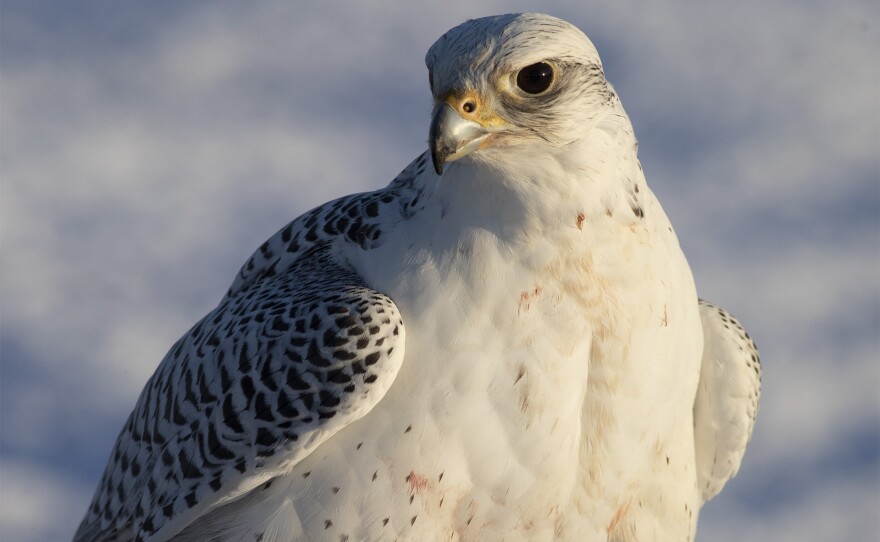 Gyrfalcon. Canada.