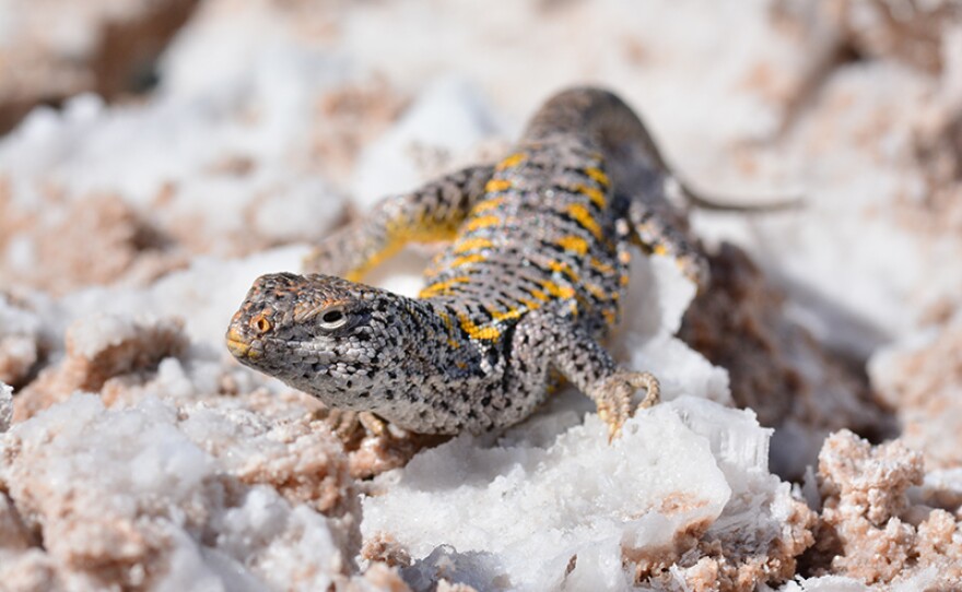 A salt flat lizard surveys the scene on the high altitude altiplano of Northern Chile.