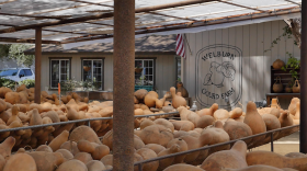 Bins of hard-shelled gourds are shown at Welburn Gourd Farm, Fallbrook, Calif., May 16, 2024.