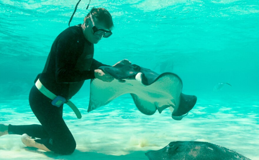 Each year, thousands of tourists interact with the tame southern stingrays that congregate in the shallow waters of Grand Cayman’s North Sound. Famous marine artist and scientist Dr. Guy Harvey has assembled a research team to study what impact the ecotourism might have on the wild fish.