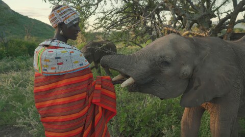 Mpayon Loibotong'u and elephant