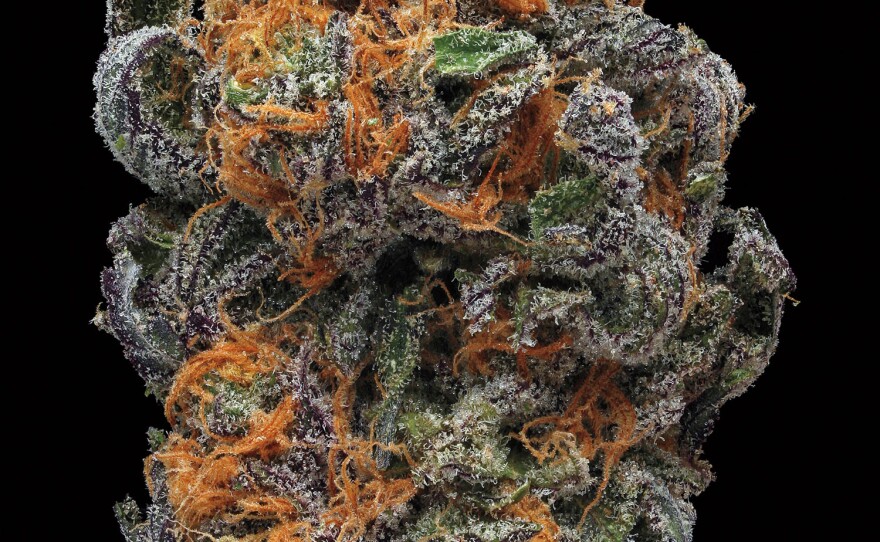 GDP (Granddaddy Purple). Smell/Taste: grape, creamy, berry. Common effects: euphoria, relaxed, body buzz. Top medicinal uses: appetite and pain.