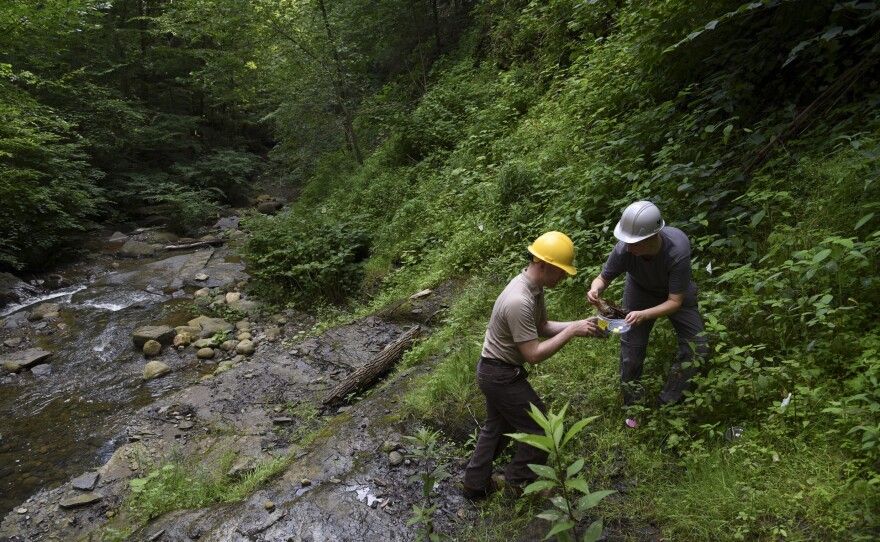 John Wiley (left) and Cody Gilbertson work together to find Chittenango ovate amber snails hidden amongst leaves in their terrarium before releasing them into the wild.