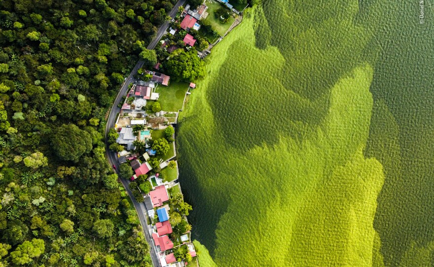 <em></em><strong>Wetlands Winner: </strong><em>The dying lake. </em>Lake Amatitlán, Villa Canales, Guatemala<em>. </em>Cyanobacteria flourishes in the presence of pollutants, such as sewage and agricultural fertilizers, forming algal blooms. Efforts to restore the Amatitlán wetland are underway but have been hampered by a lack of funding and allegations of political corruption.