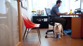 A dog stands watch while at work with her owner in an office in California, June 11, 2012. 