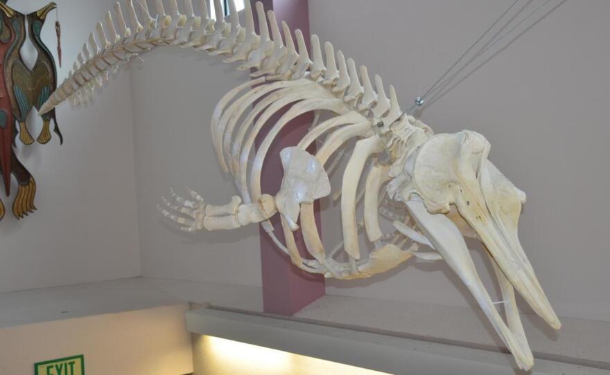 The only skeleton of the new species in the United States hangs on display in Unalaska High School, in Alaska's Aleutian Islands. The whale was found dead in 2004, and recent tests on stored tissue samples revealed that it is one of the few known specimens of the new species.