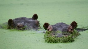 Hippos wallow at a lagoon in the Hacienda Napoles Park, once the private estate of drug kingpin Pablo Escobar, in Puerto Triunfo, Colombia.