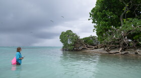 At Palmyra Atoll in the remote Pacific Ocean, wildlife refuge manager Paige Mino observes red-footed boobies. Scientists have found a surprising link between the seabirds and the health of the surrounding ocean.