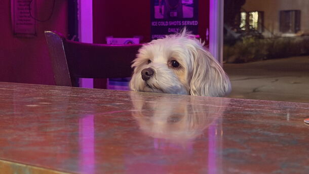 A dog sits at the bar at Cheers in University Heights. According to Voice of San Diego reporter and dive bar enthusiast Jakob McWhinney, a dive bar is a place "where you can be known" and where people build community.