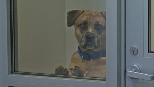 A dog looks out from its enclosure at the San Diego Humane Society on July 31
