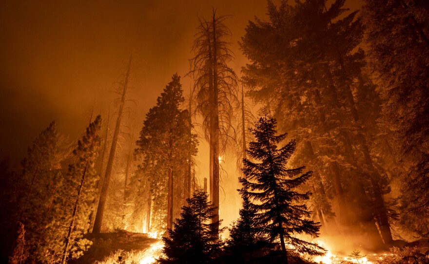 The Windy Fire blazes through the Long Meadow Grove of giant sequoia trees on Sept. 21 near California Hot Springs.