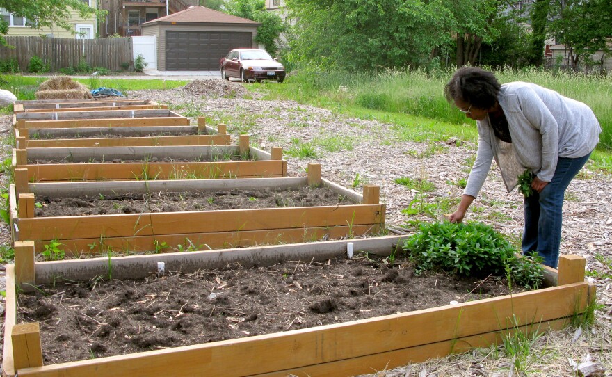 Sonya Harper picks peppermint from she's been growing in a vacant lot on her block in Chicago. With her neighbors, she's hoping to acquire two adjacent overgrown lots under the city's "Large Lot Program" so they can expand the community garden.