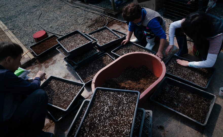 Employees at the botanical garden plant hosta seeds in hundreds of trays of soil. After the hostas sprout, they will be used to repopulate areas of the Civilian Control Zone, where plants have been affected by landslides and invasive species.